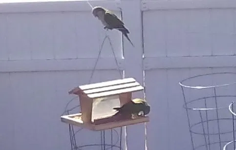 quakers at bird feeder2.webp