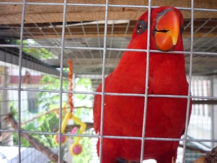 Red Lory