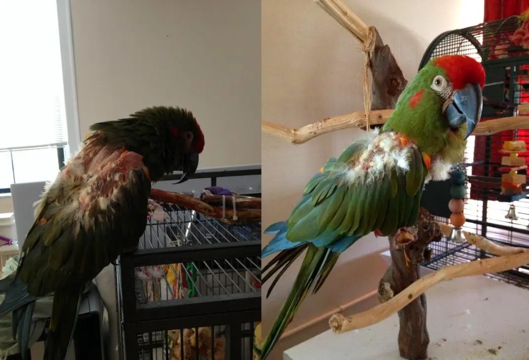 rena 5 week difference.webp