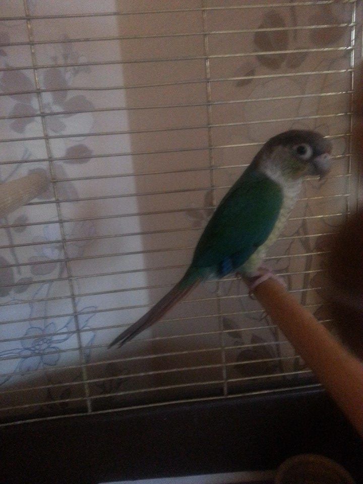 Rio  My New Bird