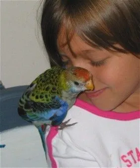 Rosella snuggle Alina.webp