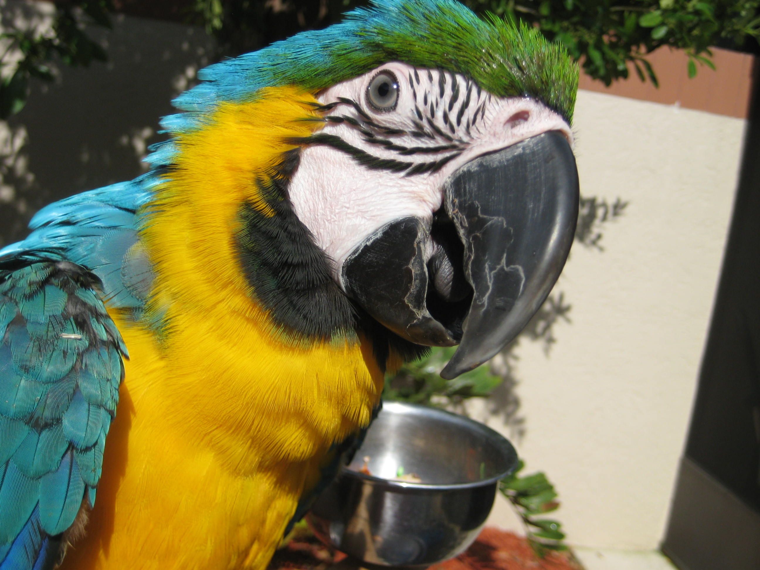 Sage Sunbathing After His Shower.