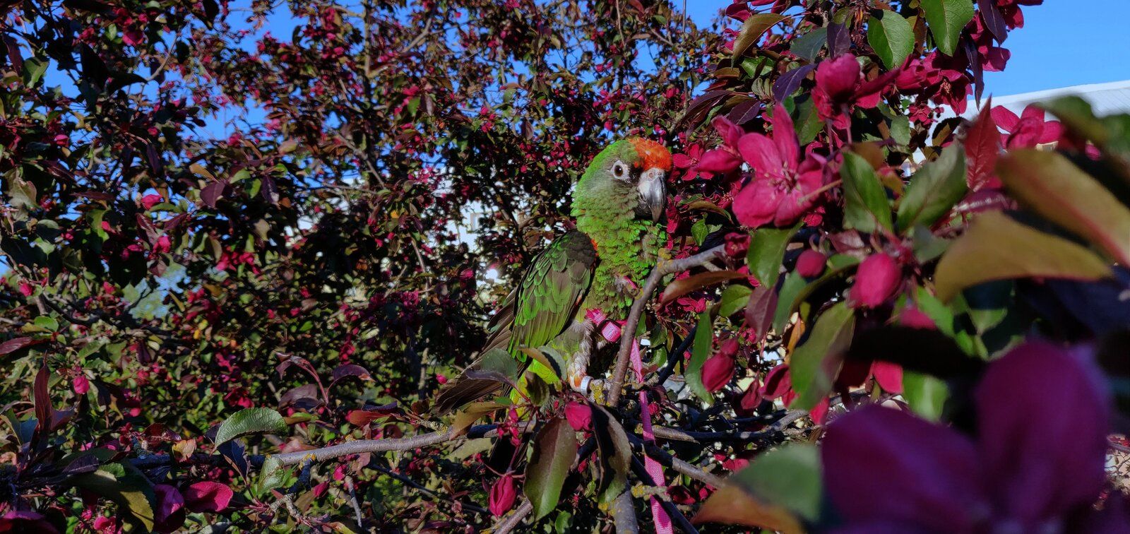 Sammy with blooming flowers