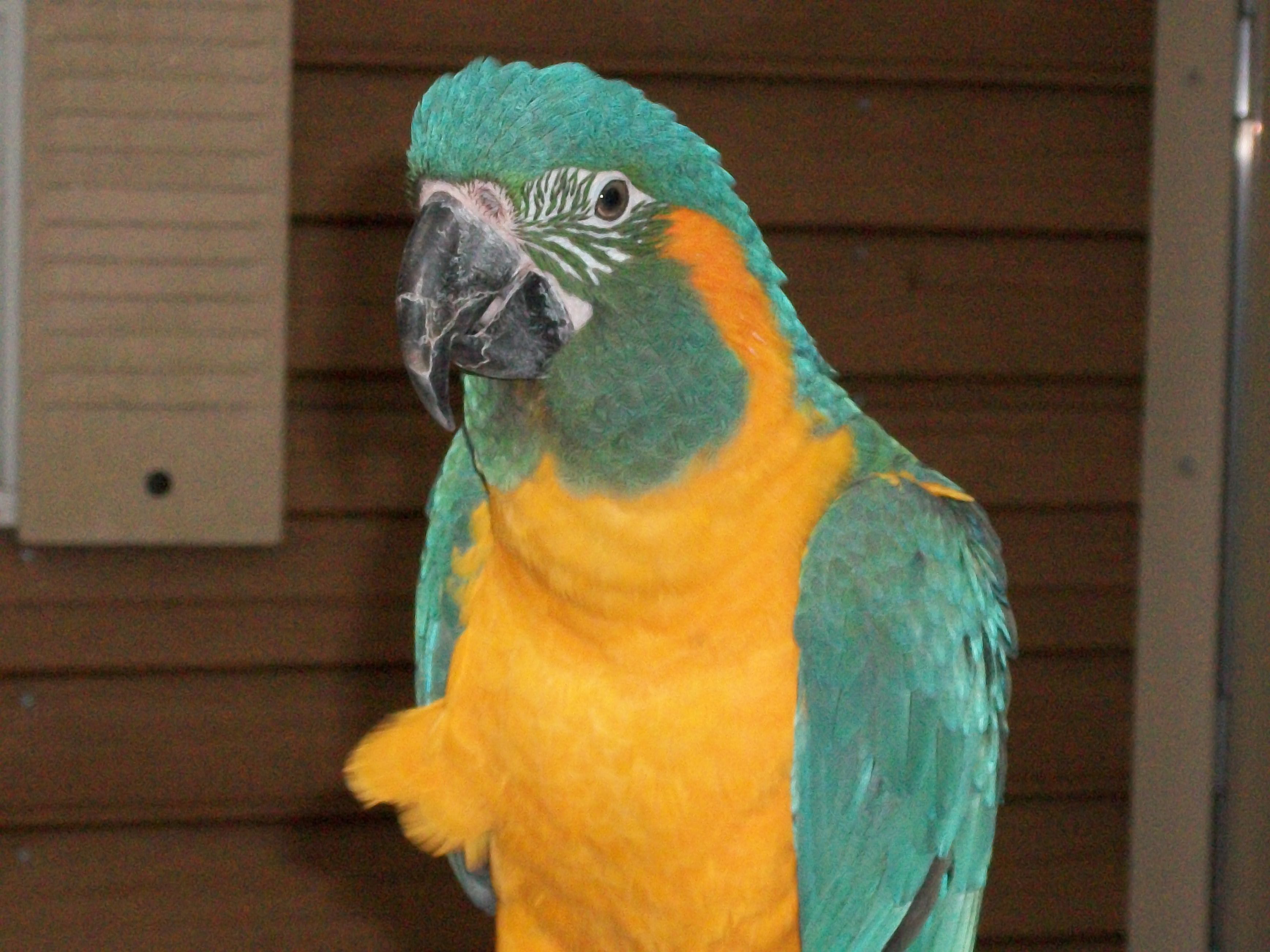 Scarlet &amp; Blue-throated Macaws