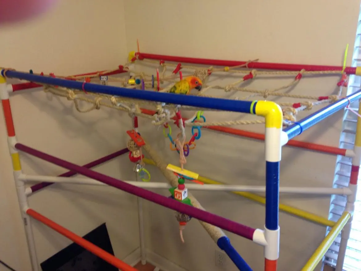 sunny play gym.webp