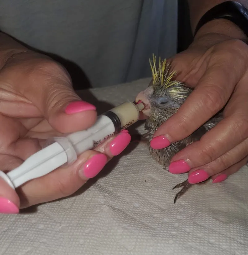 Tiki eatting one of his first meals with his new 2nd parents!.webp