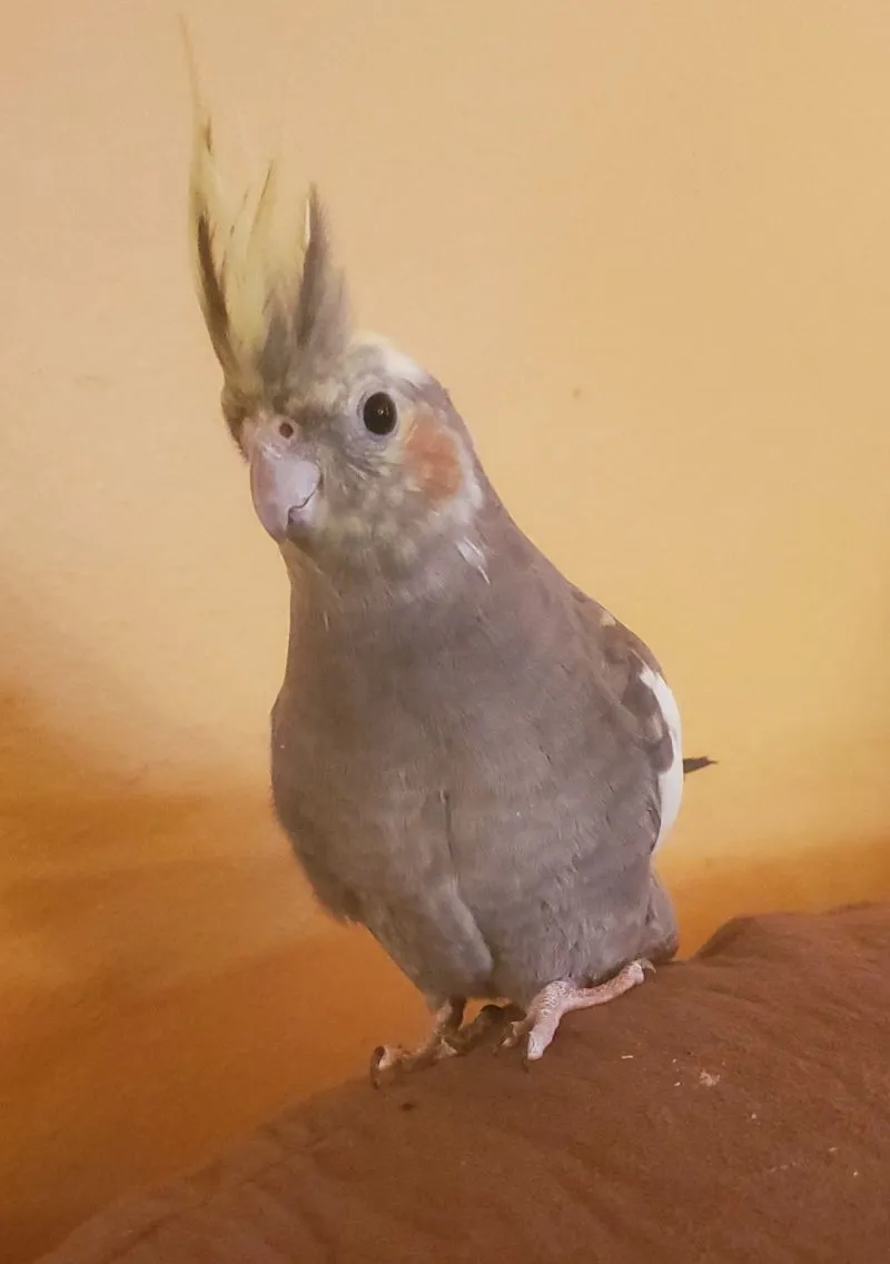 Tiki (male).webp