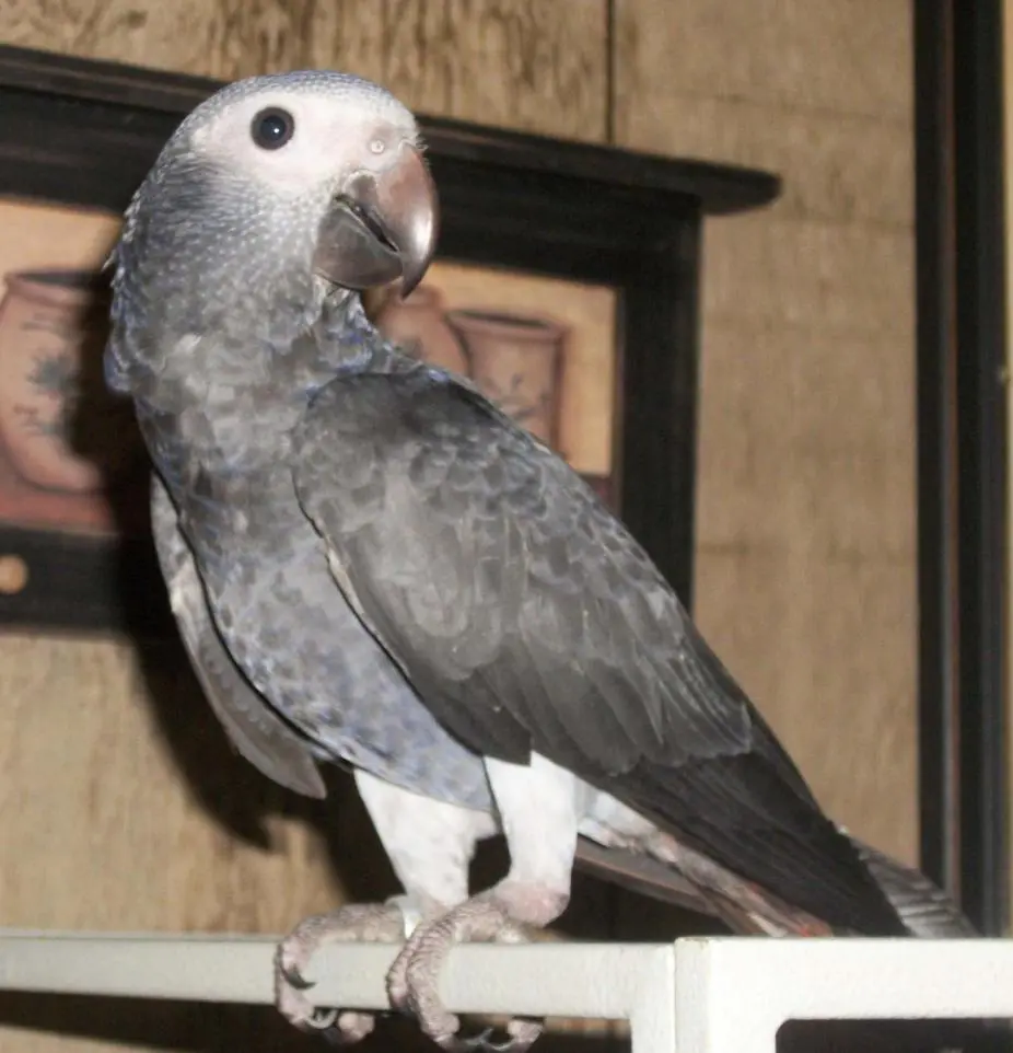 Timneh African Grey  FOA-2014-06                        080414d.webp