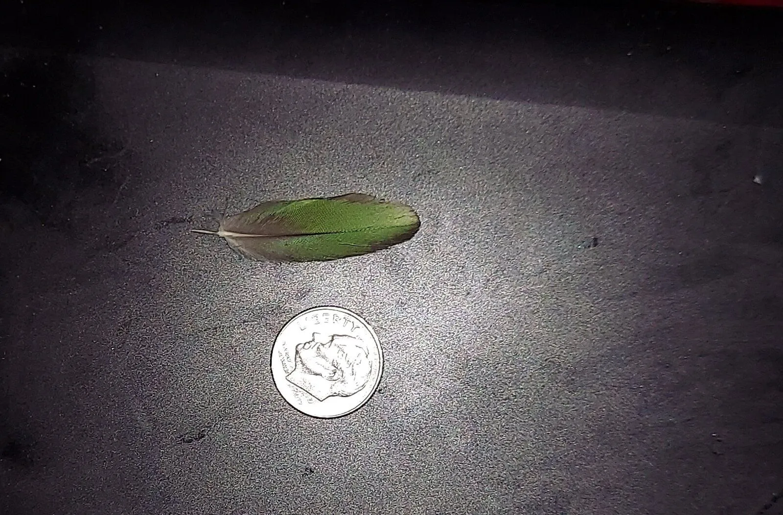 tiny feather.webp