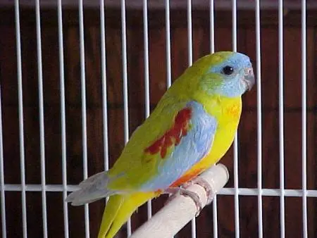 Grass parakeets hot sale