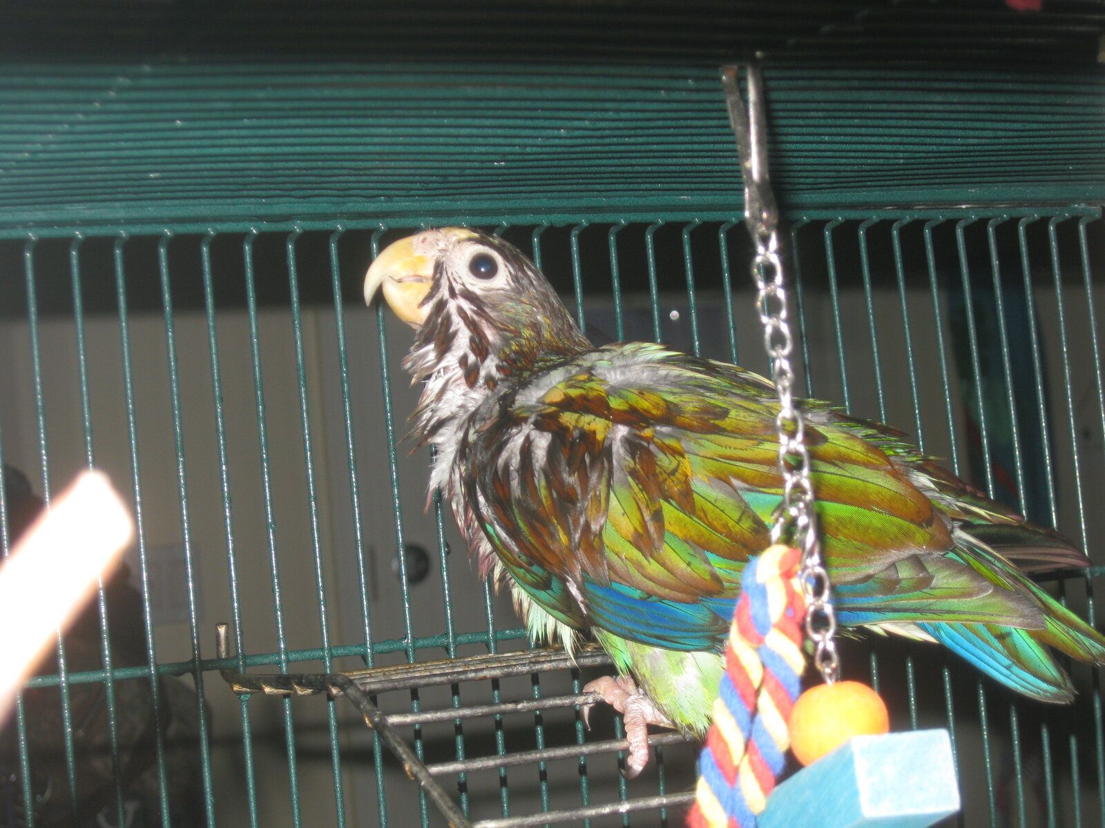 Vortex after bath_Soggy bird.JPG