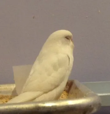 Whitebudgie.webp