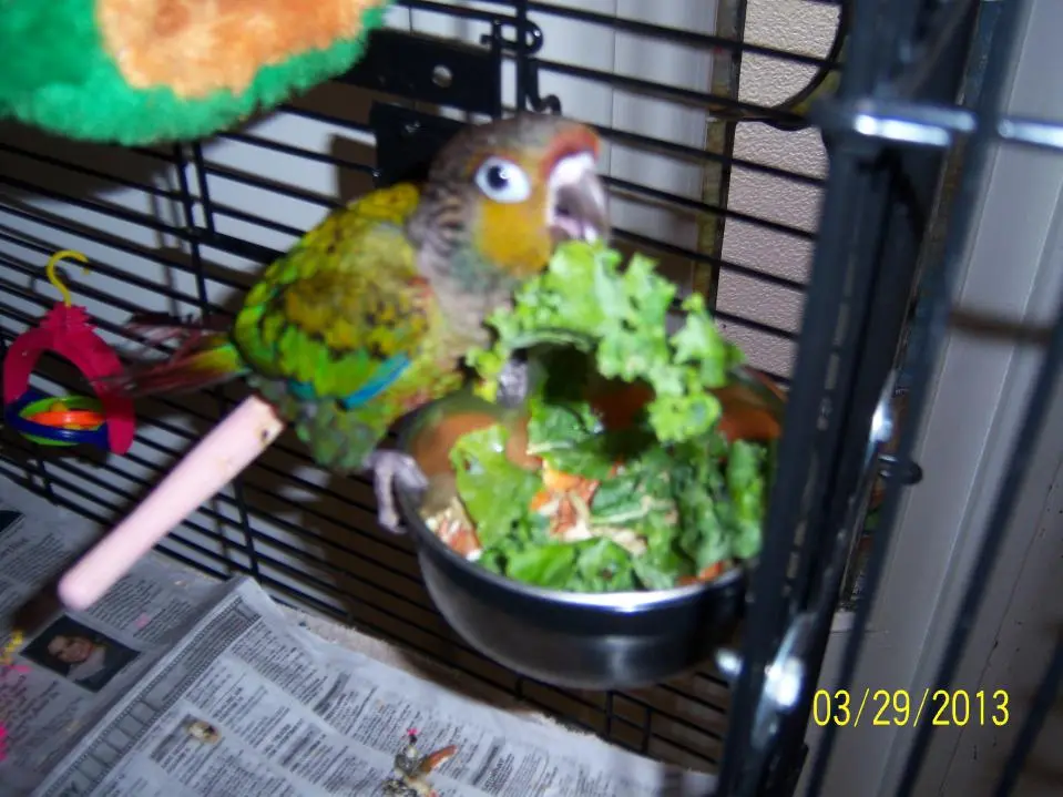 Ziggy n his greens 003.webp