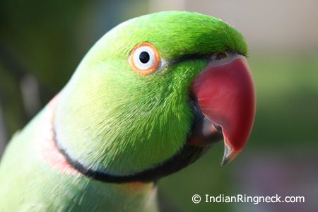 maleindianringneck.jpg