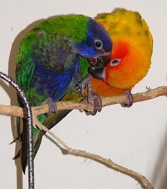 preening3sm.jpg