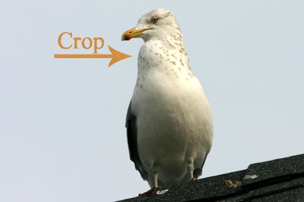 crop-gull.jpg