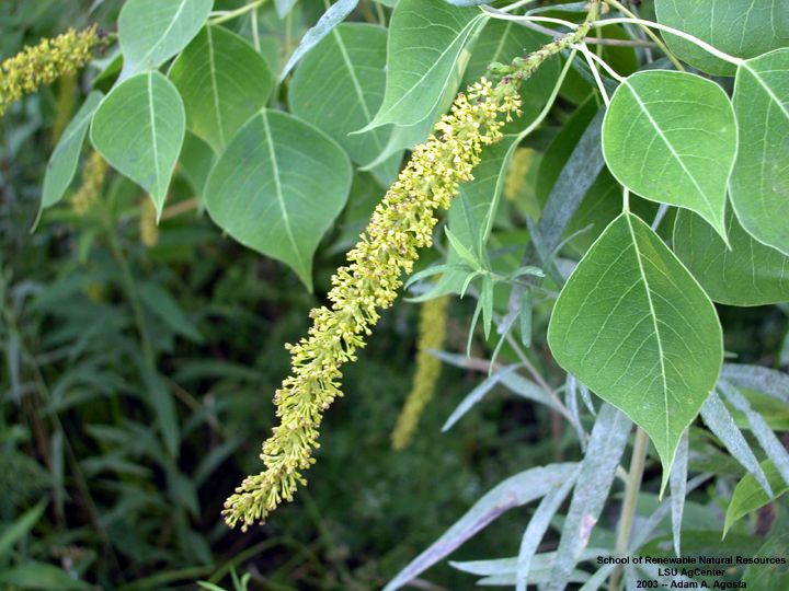 chinese_tallow_flower.jpg