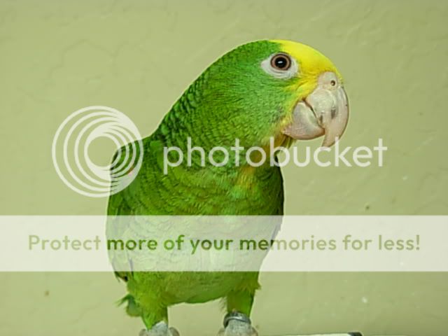 parrot4.jpg