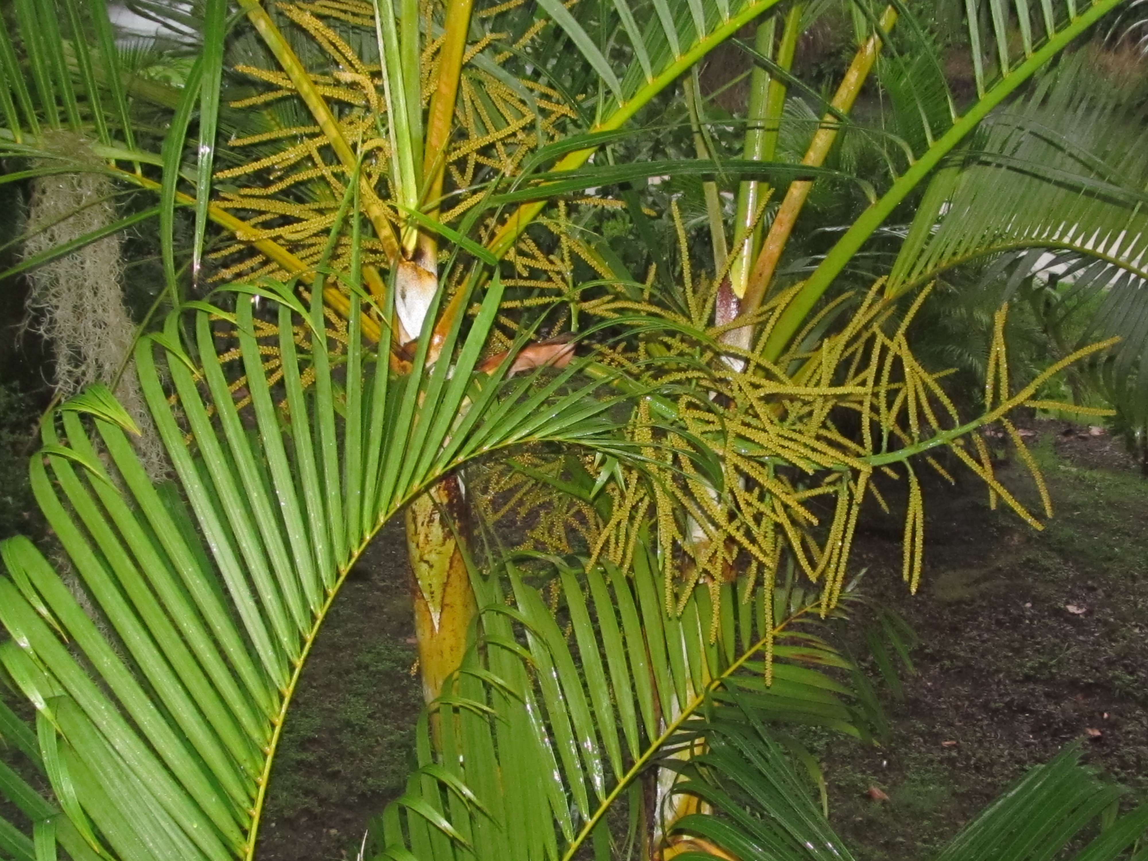 palmflowers005.jpg