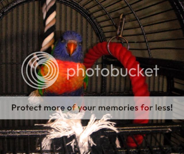 Rainbow_Lorikeet27012011.jpg