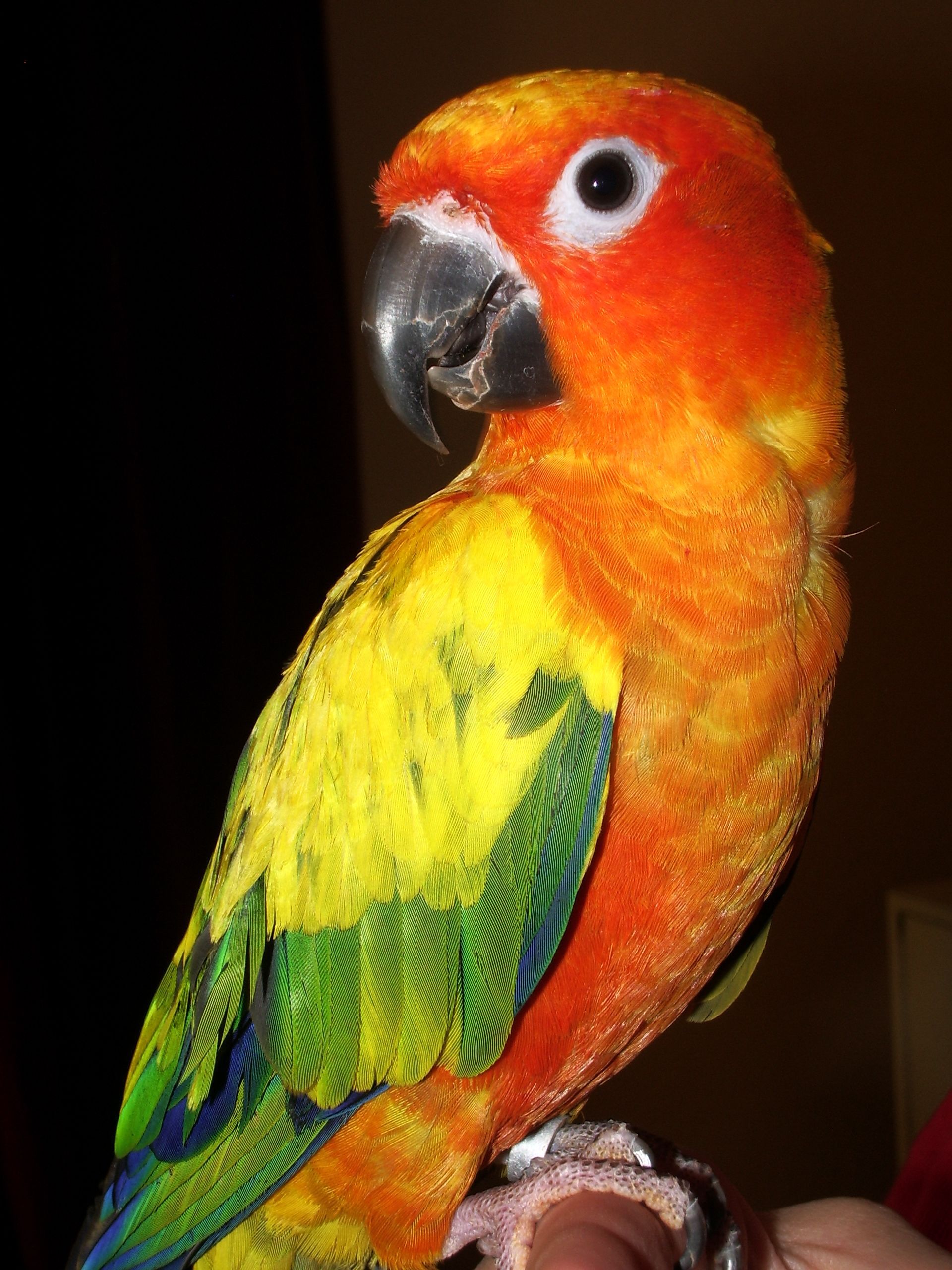 Sun_Conure_(Aratinga_solstitialis)_-pet_on_finger.jpg