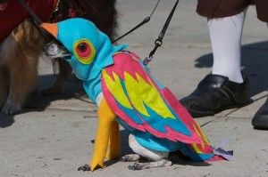 funny-dog-costume-parrot-dog-300x199.jpg