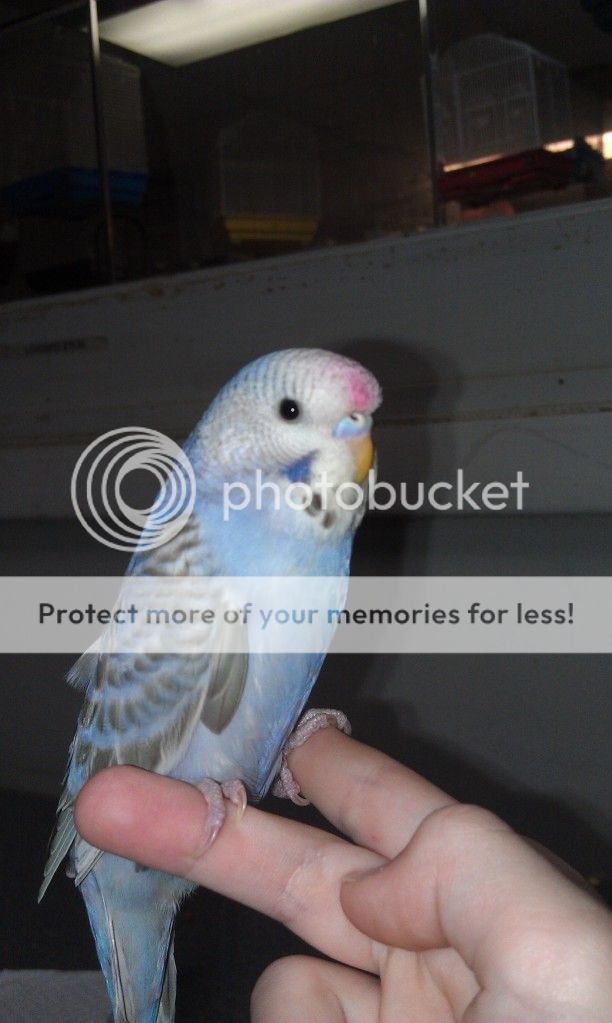 babybudgie3.jpg