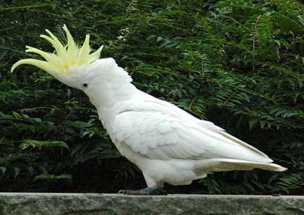 cockatoo-sulfur-crested.jpg