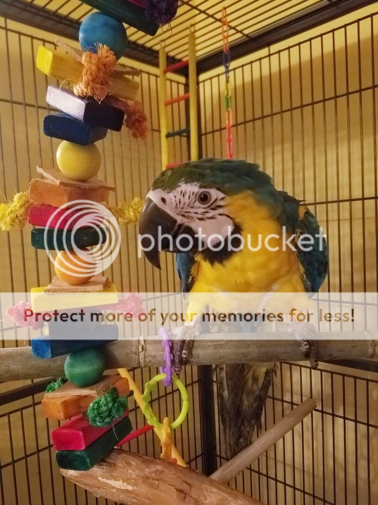 https://www.parrotforums.com/proxy.php?image=http%3A%2F%2Fi722.photobucket.com%2Falbums%2Fww227%2Fwontonflip%2FMacaw%2F20190121_222820_zpshq1epczc.jpg&hash=3c8e91e305ab53e2df1371f33bc7bf4f