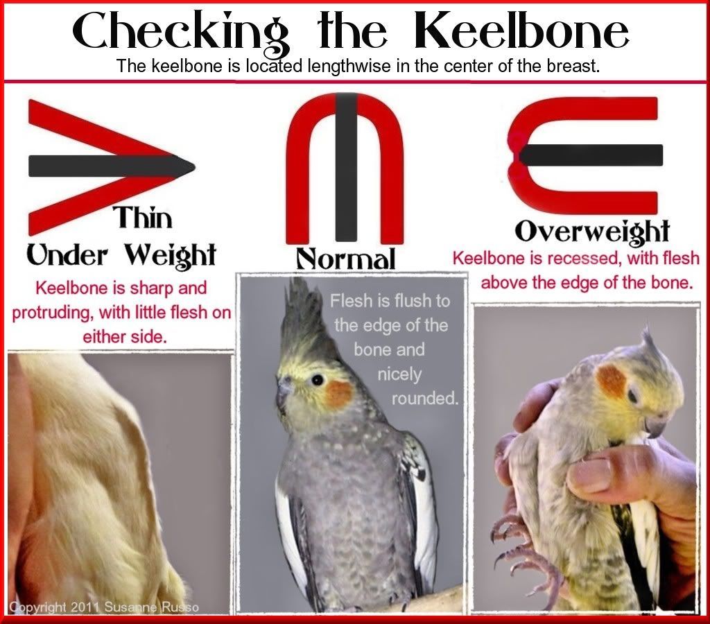 Keelbone-ILLUS-2.jpg