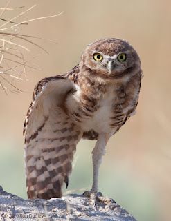 burrowing-owl-0818.jpg