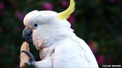 Sulphur-crested cockatoo holding food in left hand.