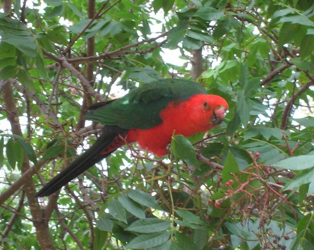 20070313parrots1crop.jpg