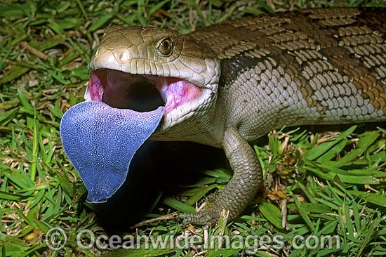 eastern-blue-tongued-lizard-24T6611-01.jpg