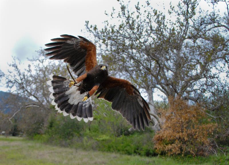 flying_harris_hawk_by_featheredsamurai-d6gouor.jpg