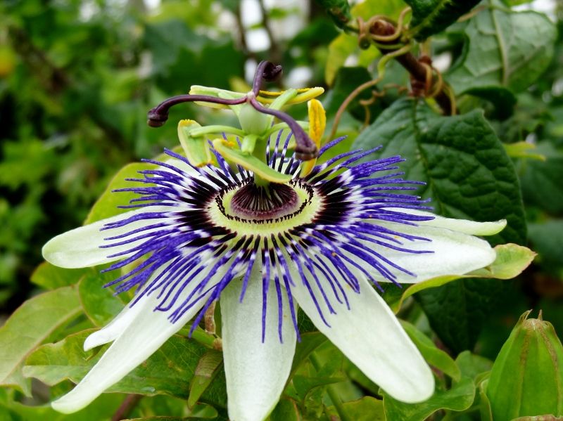 passion-flower-7374-800x599.jpg