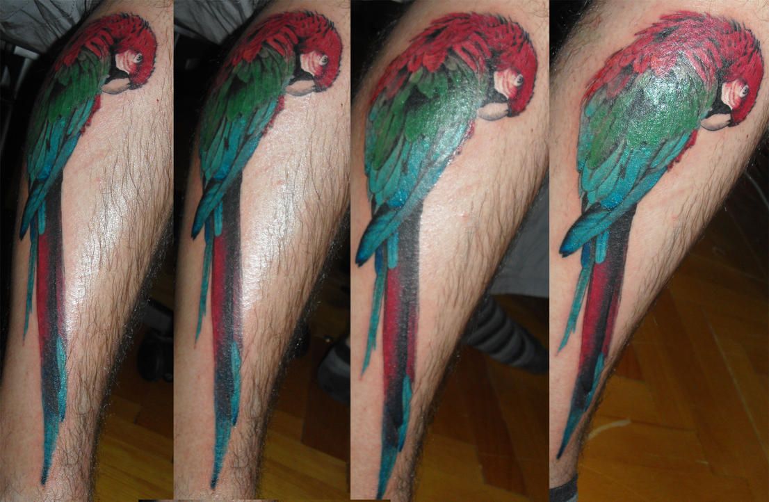 papagan_parrot_tattoo_by_tordah.jpg