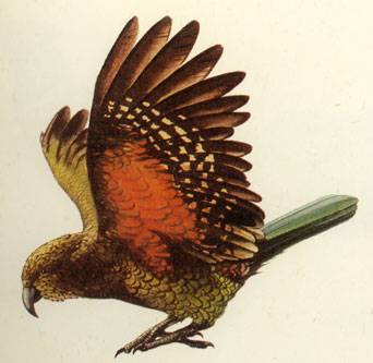 kea.jpg