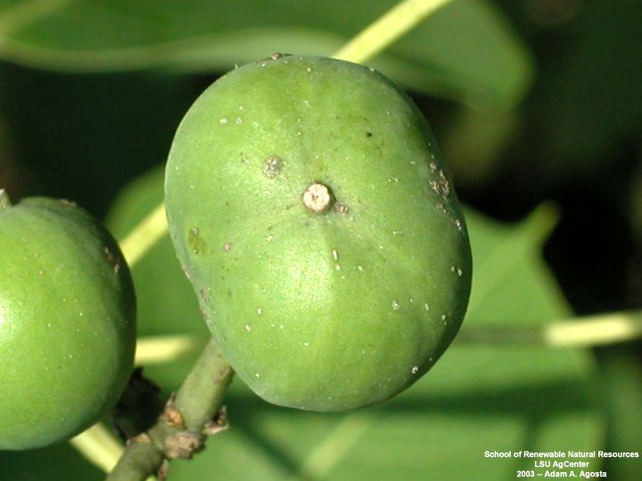 chinese_tallow_seedpod.jpg