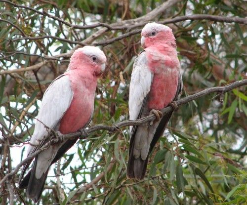 galah_20070222_014-500x415.jpg