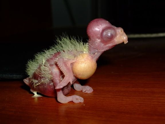 babycockatiel.jpg