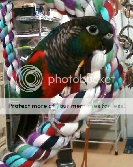 Conure-1.jpg