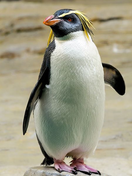 Crested-Penguin-01.jpg