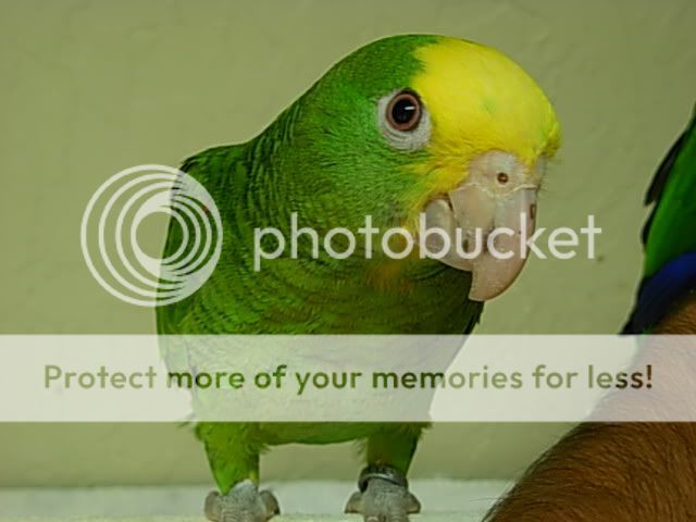 parrot5.jpg
