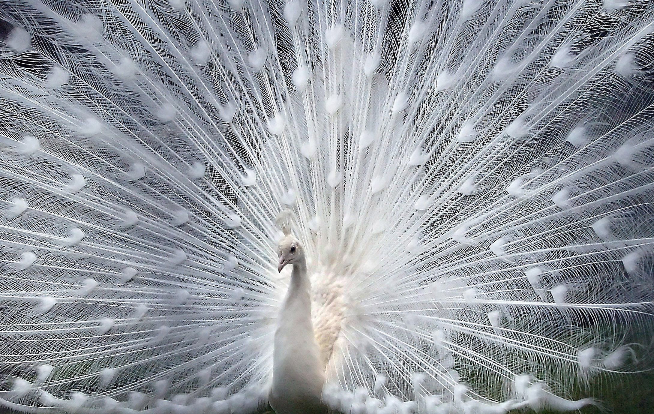 Albino_peacock.jpg