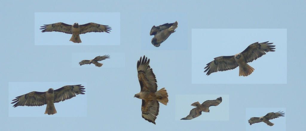 Red_Tailed_Hawk_western_morph_by_copperarabian.jpg