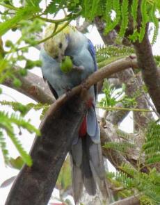 bunda_pale-headed_rosella-230x295.jpg