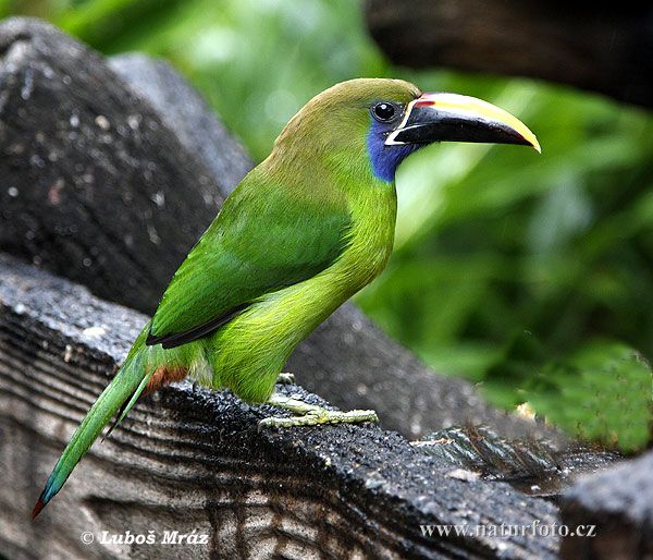 emerald-toucanet-07C653.jpg