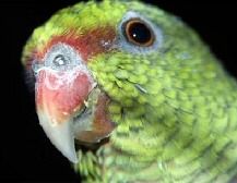 parrot_green.jpg