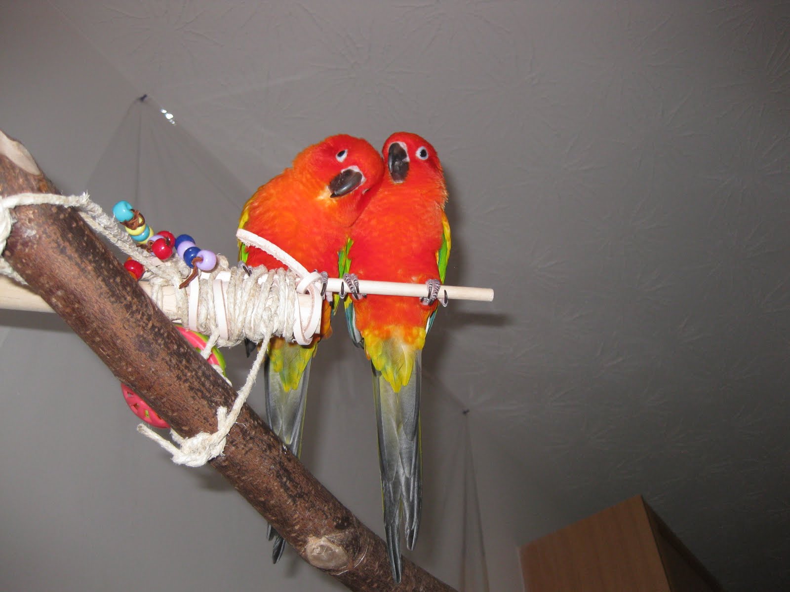 Redfactor%2Bsun%2Bconures%2BSunkiss%2Bn%2BPyro%2B11%2B12.JPG